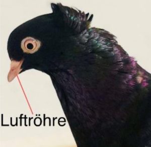 Luftröhre